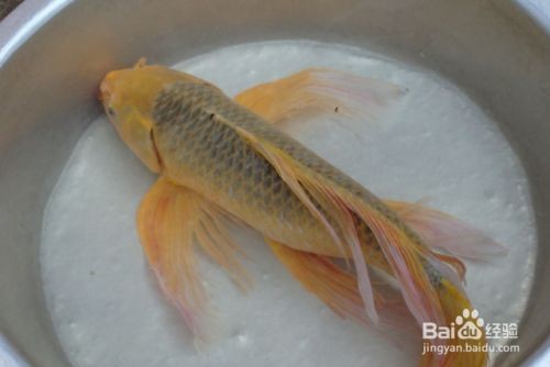 龍鳳鯉魚水溫監(jiān)控方法：龍鳳鯉魚最佳生長水溫