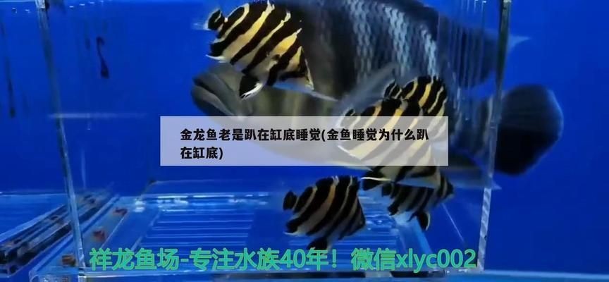 龍魚在缸底睡覺是正常嗎？：龍魚在缸底睡覺可能是正常的，