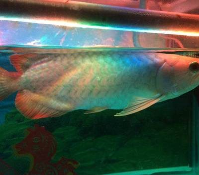 信都區世林水族店（信都區世林水族店電話）