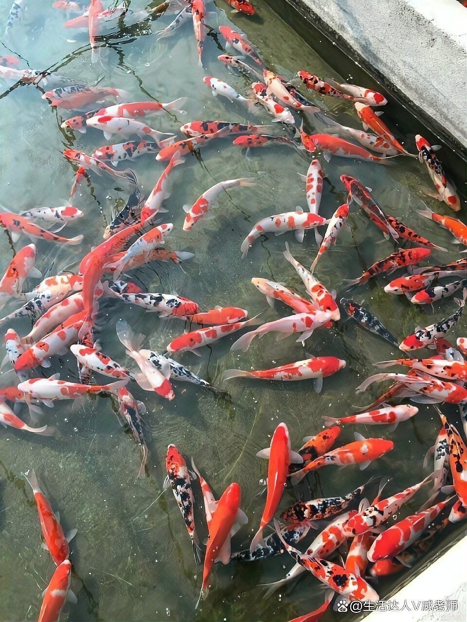 德系錦鯉好養嗎