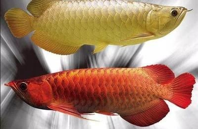 金龍魚價位最貴的品種可以根據以下幾個方面進行區分：在金龍魚這個品種中