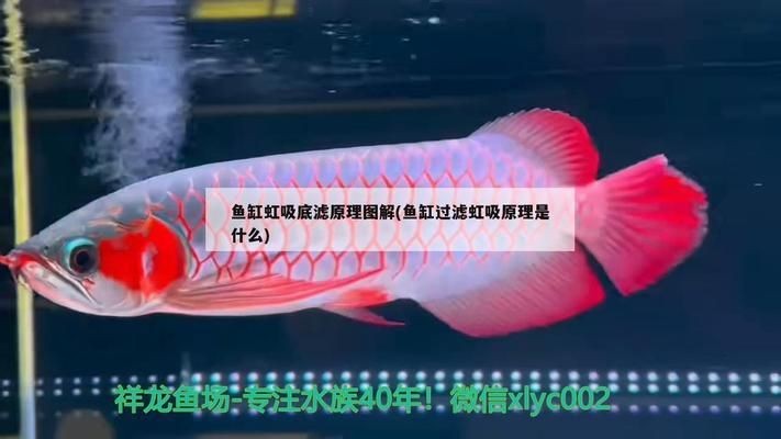魚缸虹吸是什么意思：魚缸虹吸操作步驟詳解