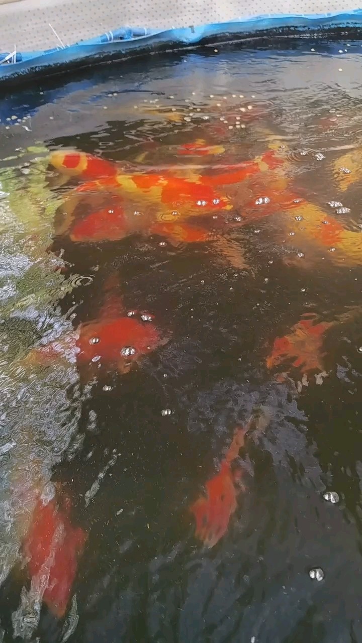 轉(zhuǎn)運(yùn)錦鯉 鑒賞