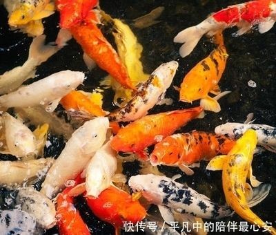 觀賞魚進(jìn)出口批發(fā)：廣州觀賞魚進(jìn)出口貿(mào)易公司