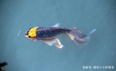 觀賞魚進(jìn)出口批發(fā)：廣州觀賞魚進(jìn)出口貿(mào)易公司