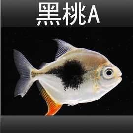 紅銀板魚價格表2023最新價格