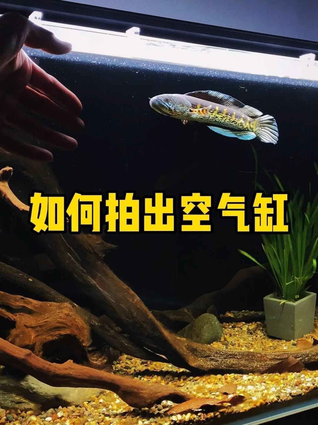 如何在拍攝中避免鳳凰紅龍魚的反光？