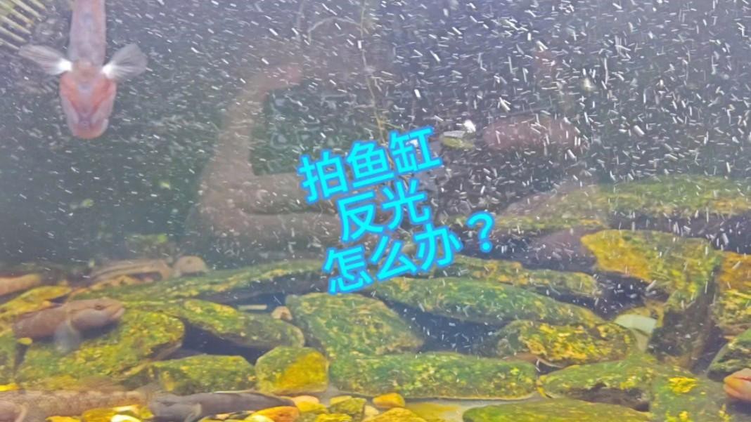 如何在拍攝中避免鳳凰紅龍魚的反光？