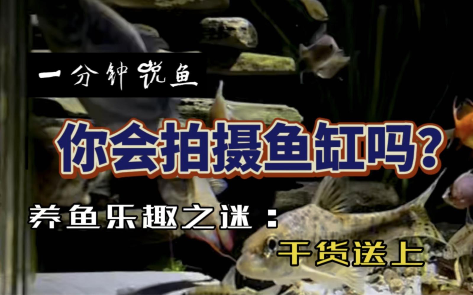 如何在拍攝中避免鳳凰紅龍魚的反光？