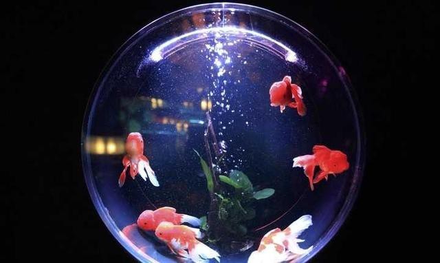 如何在拍攝中避免鳳凰紅龍魚的反光？