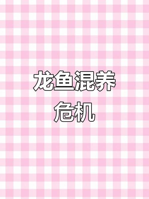 火龍魚可以和熱帶魚混養嗎圖片大全視頻
