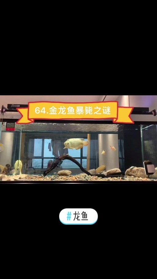火龍魚可以和熱帶魚混養嗎圖片大全視頻