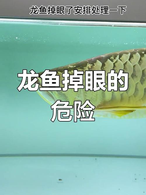 火龍魚可以和熱帶魚混養嗎圖片大全視頻