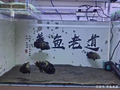 中山市古鎮付康水族館（中山市古鎮付康水族館電話）