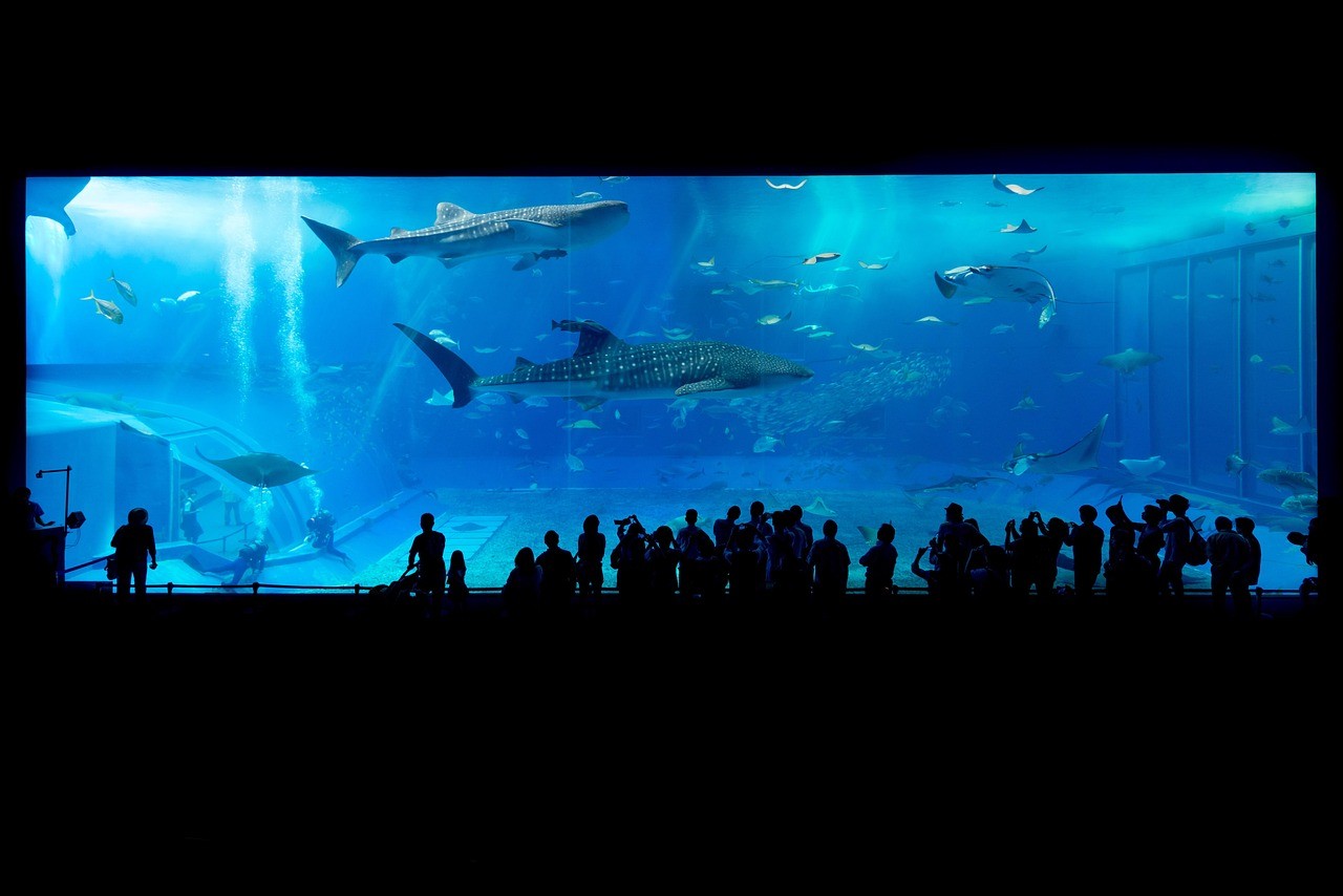 同心縣天潤水族館（同心縣天潤水族館電話）