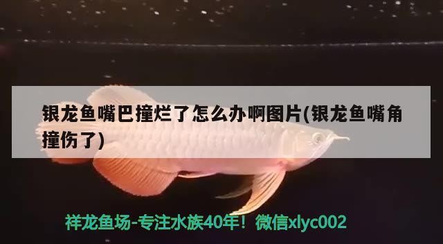 銀龍魚嘴巴撞爛了怎么辦啊圖片(銀龍魚嘴角撞傷了)