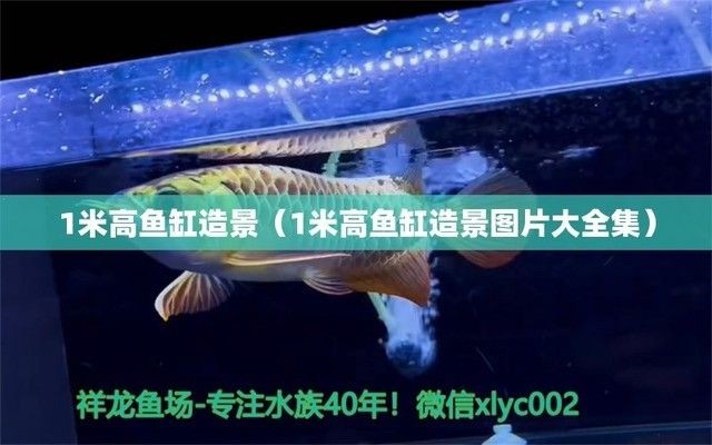 一米魚缸設(shè)計(jì)圖紙圖片，一米魚缸側(cè)濾diy教程