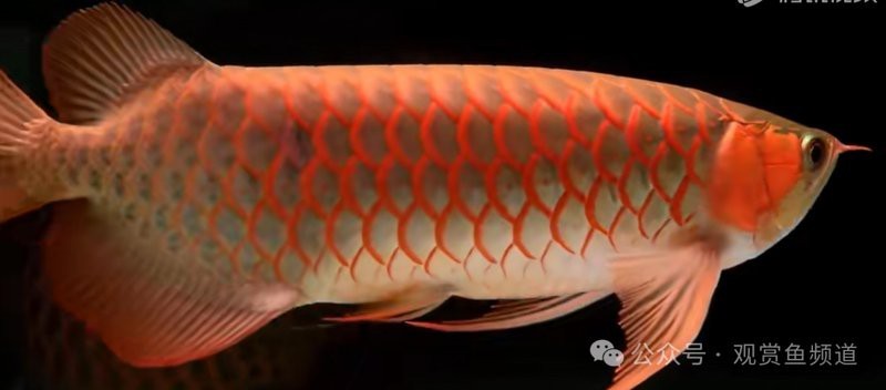 養一條龍魚有啥寓意