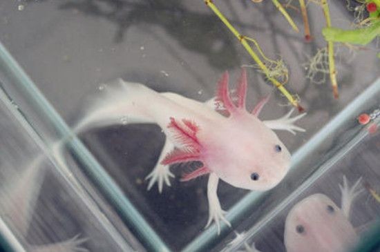 小魚臭了還能喂六角龍魚嗎（六角龍魚喂養(yǎng)需要注意什么？）