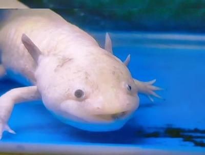 小魚臭了還能喂六角龍魚嗎（六角龍魚喂養(yǎng)需要注意什么？）