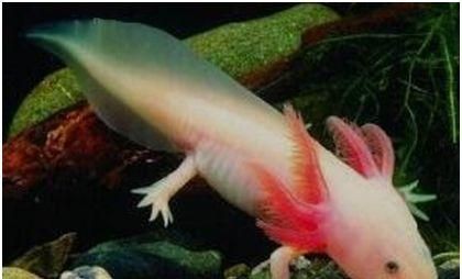 小魚臭了還能喂六角龍魚嗎（六角龍魚喂養(yǎng)需要注意什么？）