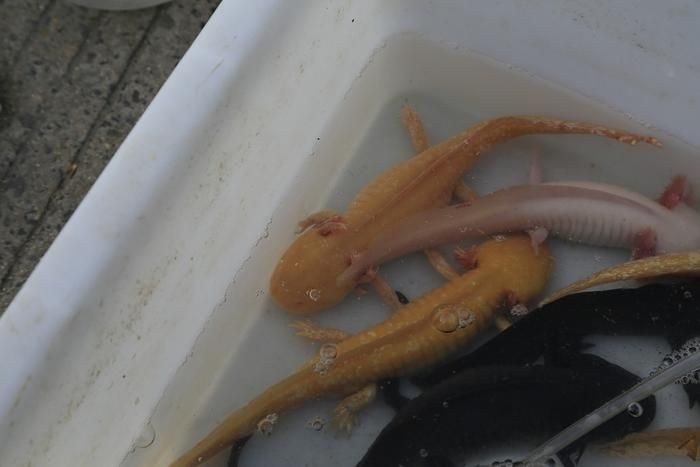 小魚臭了還能喂六角龍魚嗎（六角龍魚喂養(yǎng)需要注意什么？）