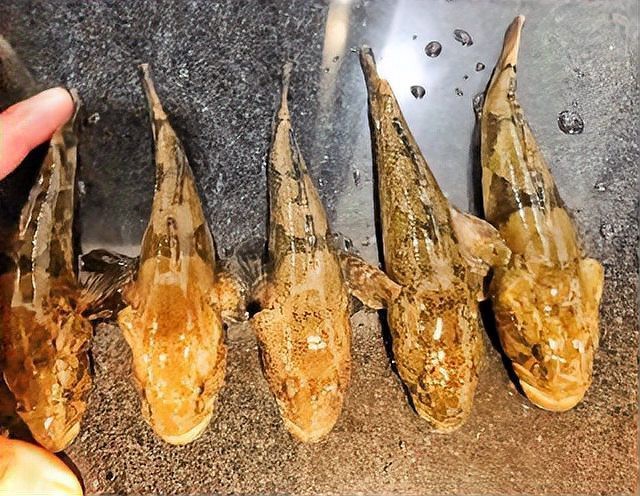 淡水石頭魚