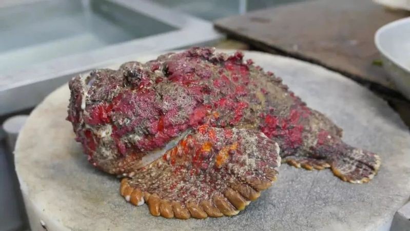 淡水石頭魚