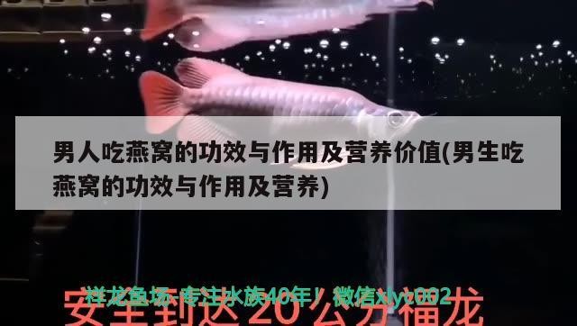 印尼銀龍魚(世界上有沒有銀龍魚) 銀龍魚百科 第1張 印尼銀龍魚(世界上有沒有銀龍魚) 印尼銀龍魚(世界上有沒有銀龍魚) 銀龍魚百科 第1張