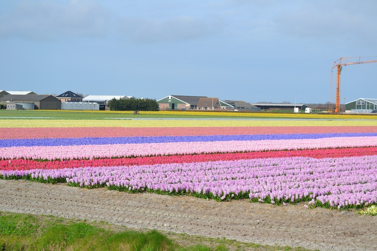 岳陽經濟技術開發(fā)區(qū)百卉草堂花卉經營部岳陽花卉基地