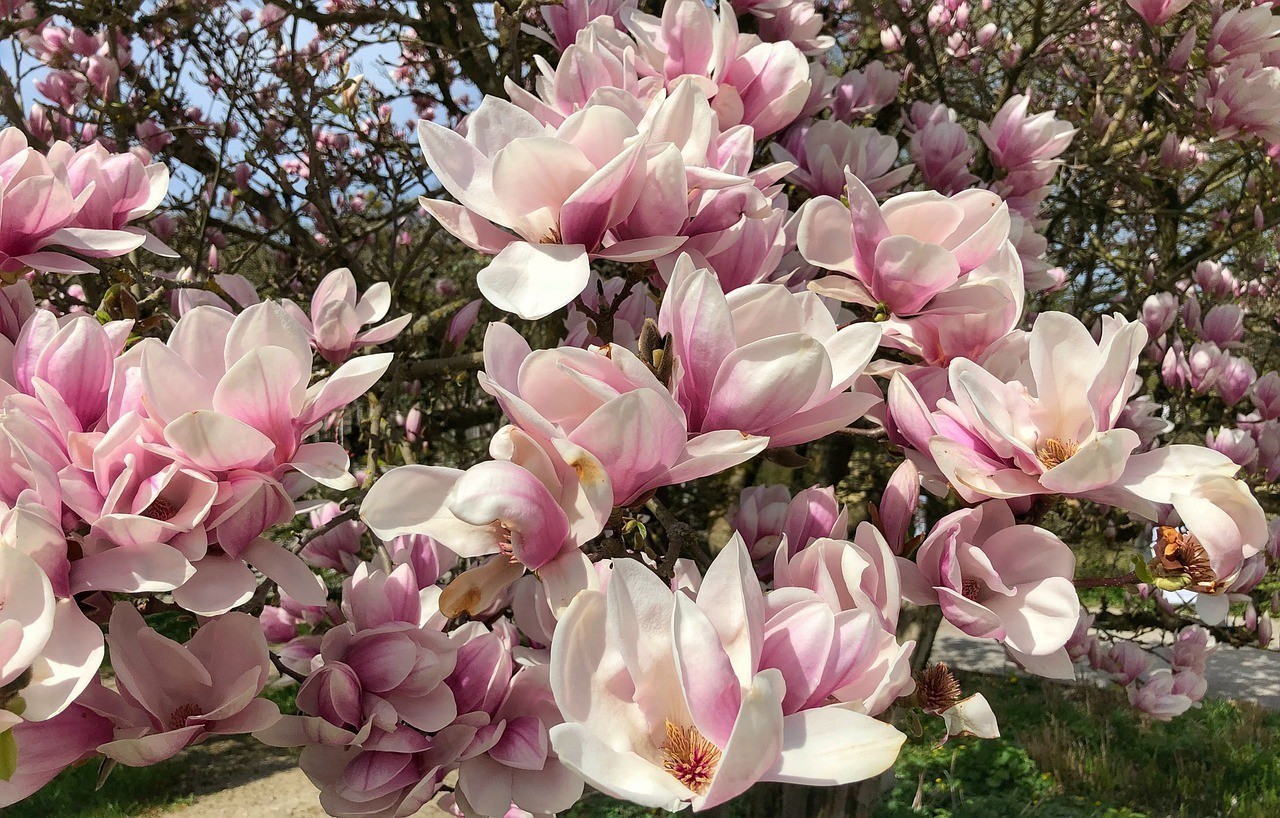 岳陽經濟技術開發(fā)區(qū)百卉草堂花卉經營部岳陽花卉基地