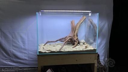 樹根 魚缸：樹根在魚缸中的作用及其對水質的影響
