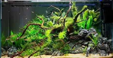 樹根 魚缸：樹根在魚缸中的作用及其對水質的影響