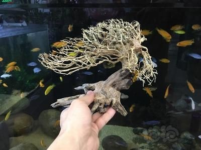 樹根 魚缸：樹根在魚缸中的作用及其對水質的影響
