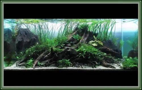 樹根 魚缸：樹根在魚缸中的作用及其對水質的影響