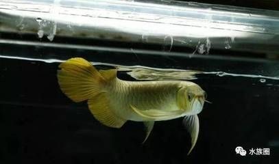 缸養龍魚的壽命（缸養龍魚的壽命有多長龍魚的壽命有多長龍魚能活多久）