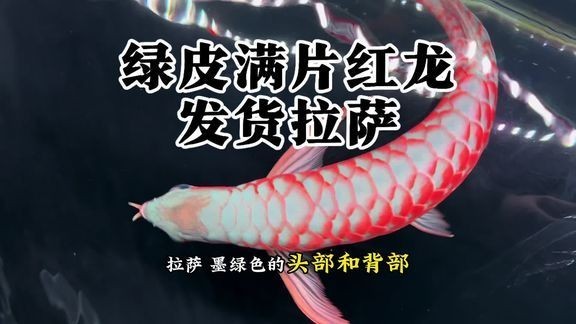 哪里可以找到更多龍魚比賽視頻？