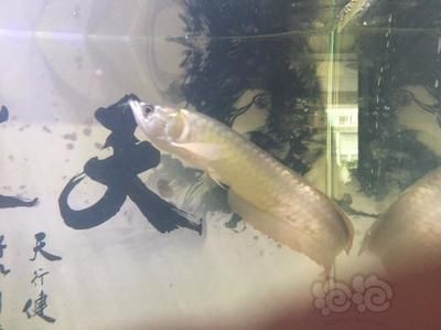 龍魚溫度高了不吃東西會死嗎：如果龍魚因水溫不合適而不吃東西，龍魚溫度高了不吃東西會死嗎