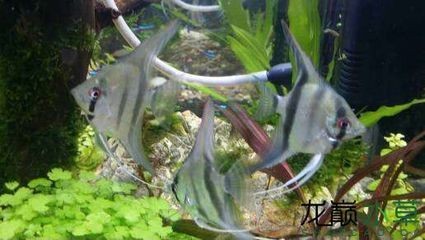 燕魚魚缸中放水草好不好：燕魚魚缸中是否應放水草時，需要從多個角度進行分析