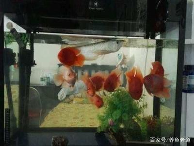 燕魚魚缸中放水草好不好：燕魚魚缸中是否應放水草時，需要從多個角度進行分析