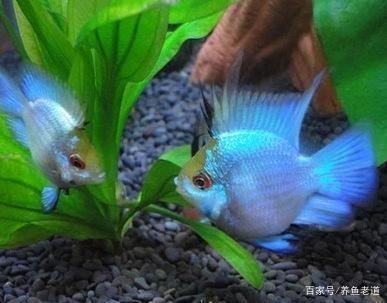 燕魚魚缸中放水草好不好：燕魚魚缸中是否應放水草時，需要從多個角度進行分析