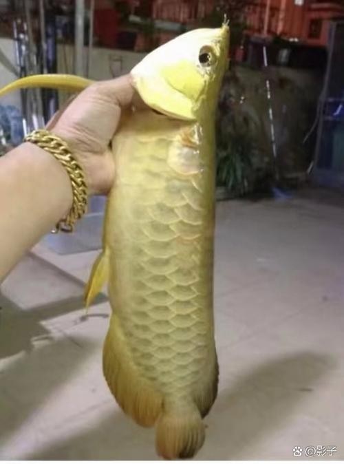 廣州龍魚價格范圍是多少？