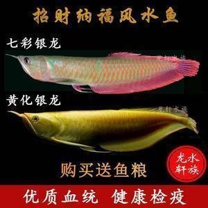 紅眼白子銀龍魚圖片價(jià)格(紅眼白子銀龍魚是什么意思)