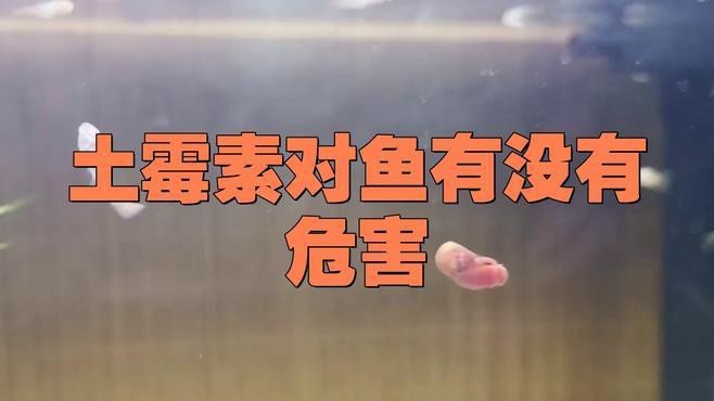 土霉素對龍魚有害嗎怎么用