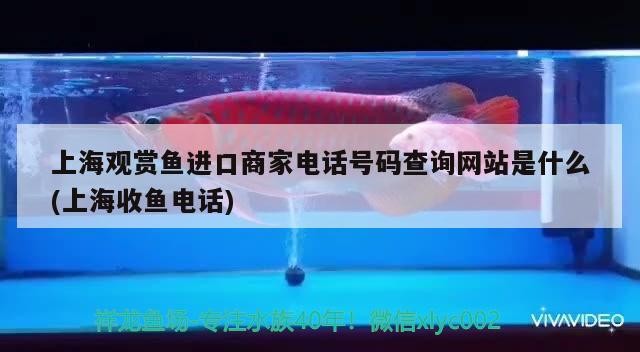 喀喇沁旗水精靈魚缸店