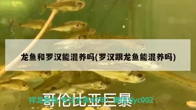 銀龍魚喂什么比較好養活呢（銀龍魚喂什么比較好養活呢）