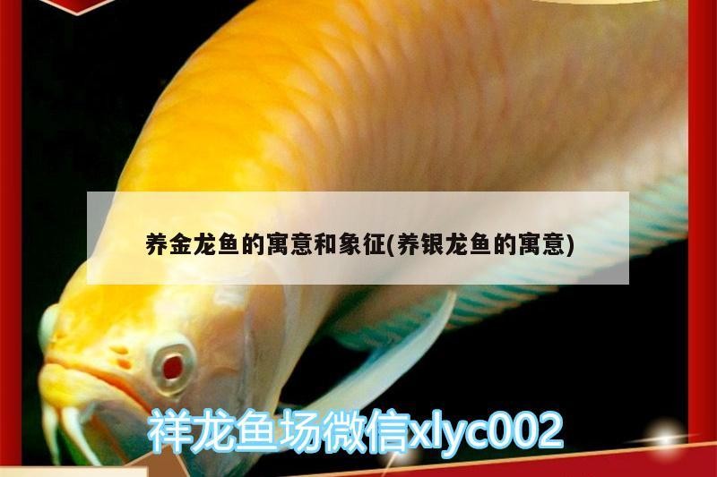 養金龍魚的寓意和象征(養銀龍魚的寓意)