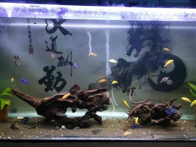 魚缸水質管理的重要性：自來水養魚的誤區與技巧