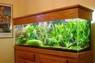 魚缸水質管理的重要性：自來水養魚的誤區與技巧