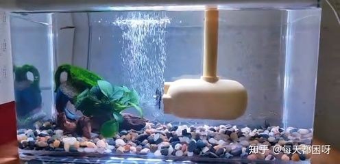 德克魚(yú)缸什么樣德克魚(yú)缸什么樣德克魚(yú)缸值得買嗎：德克小魚(yú)缸評(píng)測(cè)